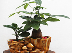 小盆發(fā)財樹